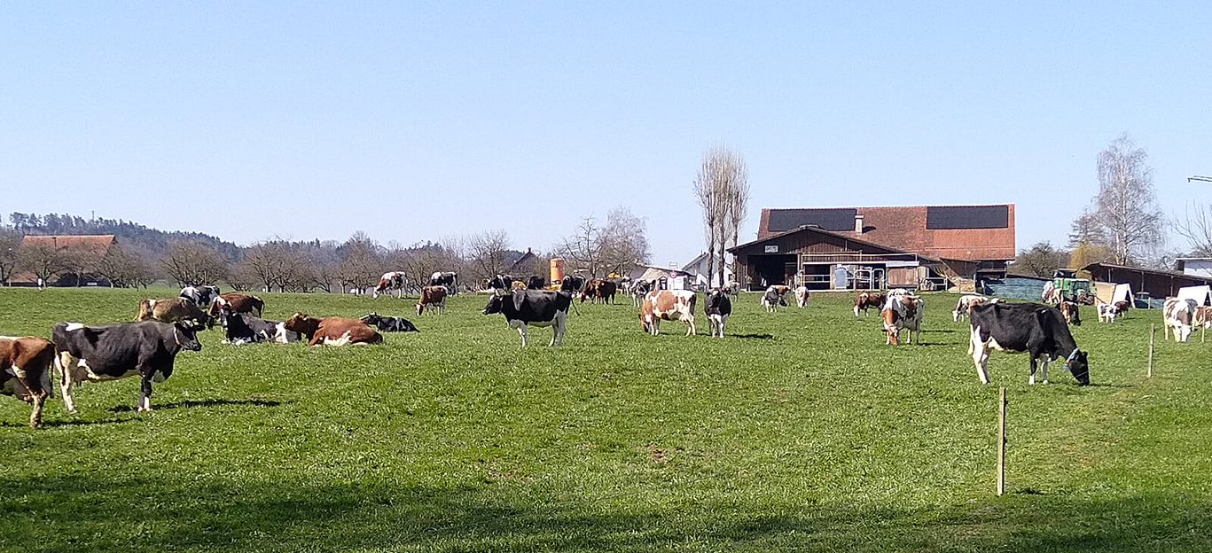 cows